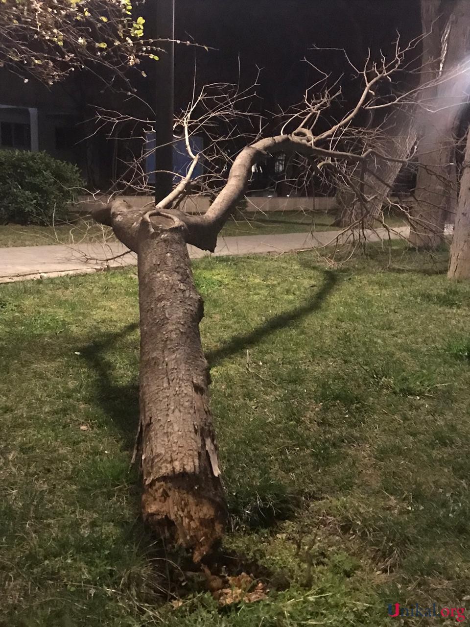 Bakıda güclü külək ağacı aşırdı - FOTOLAR